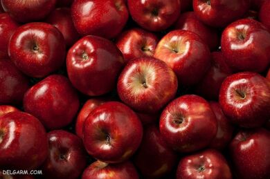 توسعه صادرات میوه و تره بار