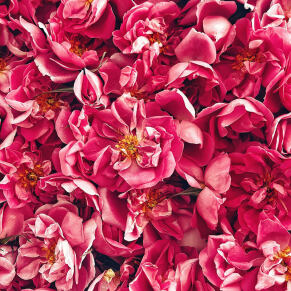 توسعه صادرات عرقیات