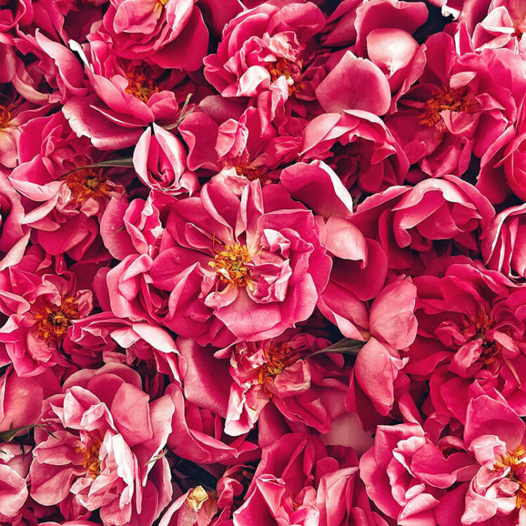 صادرات گلاب به روسیه | همکاری با گلابگیری کاشانی