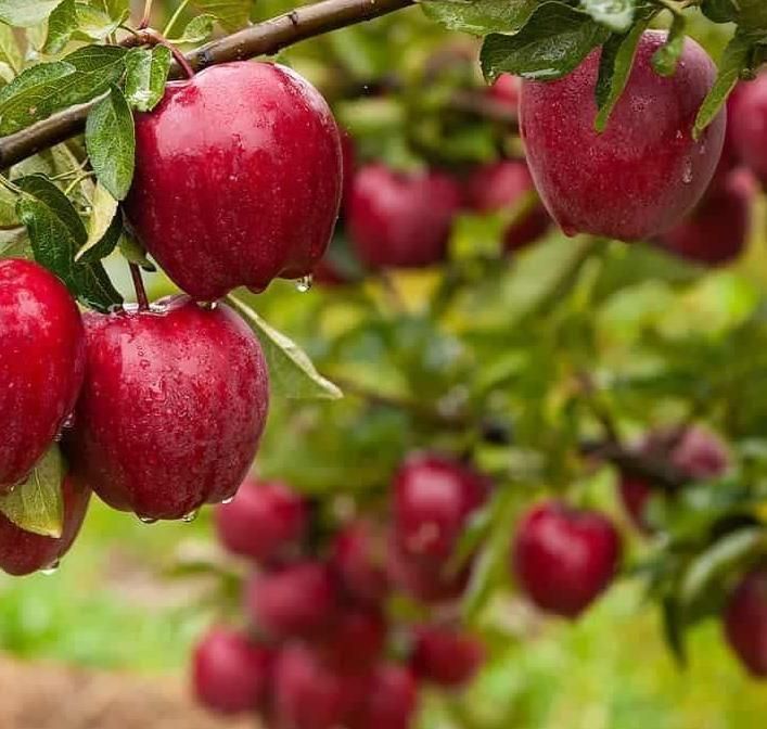 صادرات سیب | فواید سیب