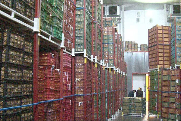 صادرات سیب | Apple exports